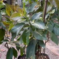 فروش نهال آووکادو ۲ تا ۵ ساله پیوندی  زوتانو-بیکن|عمده‌فروشی|کلارآباد, |دیوار