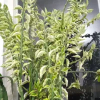 گل های زیبا