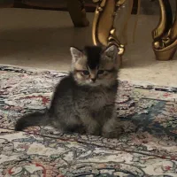 گربه بریتیش چشم زمردی سبز|گربه|تهران, پونک|دیوار