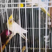 یک جفت|پرنده|اهواز, کمپلو جنوبی|دیوار