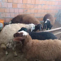 بره‌پلوار‌شده‌‌مخصوص‌کشتار