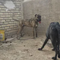 سگ ماری افغان ، نگهبان سفت ، گله ای