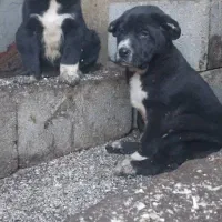 توله سگ الابای روسی