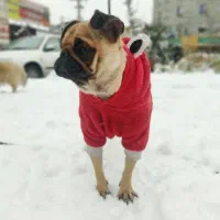 سگ نژاد پاگ نر و ماده|سگ|اندیشه, اندیشه فاز ۱|دیوار