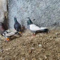 سینه سبز و کله...