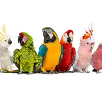 واگذاری پرنده رایگان پذیرفته میشود