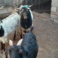 فروش دو راس بز با یک عدد نری|حیوانات مزرعه|ماهان, |دیوار