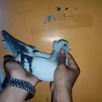 کبوتر شامی
