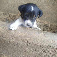 توله پاکوتاه گوش راست|سگ|کاشمر, |دیوار