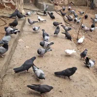 فروش کفتر مایل به معامله هستم