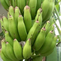 گل وگیاه|گل و گیاه طبیعی|رودسر, |دیوار