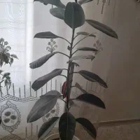 گل فیکوس|گل و گیاه طبیعی|گلبهار, نوبهار|دیوار