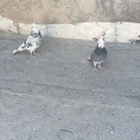 کبوتر شازده تهرونی پرشی فروشی