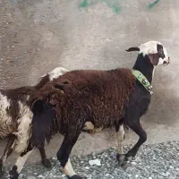 بره ماده بره قوچ میش گوسفند