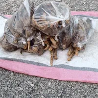 تمبک|کلکسیون و سرگرمی|میناب, |دیوار