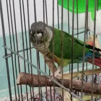 طوطی گرنچیک  سینه نارنجی  رام واهلی سخنگو|پرنده|برازجان, |دیوار