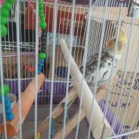 ۲ عدد عروس هلندی نره|پرنده|رودبنه, |دیوار