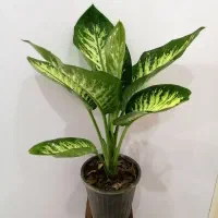 گل های مناسب آپارتمانی|گل و گیاه طبیعی|صدرا-فارس, فاز ۱|دیوار