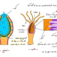 تدریس تخصصی زیست توسط دکتر شاهینی|خدمات آموزشی|تهران,  امام زاده قاسم (نیاوران)|دیوار