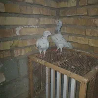 جفت کوهی همدانی