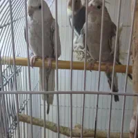 عروس هلندی جفت رو جوجه|پرنده|تهران, پرستار|دیوار