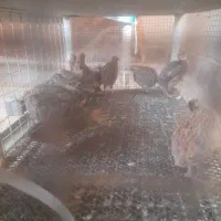 بلدرچین بالغ|حیوانات مزرعه|شیراز, قلات|دیوار