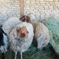 بره نر سبک سنگین