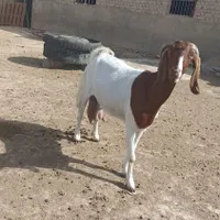 بز شیری به ضمانت سر حال چهار سینه
