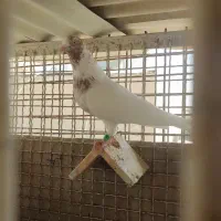 کبوتر کفتر جفت ماهرو کاشان و دوتاماده سوسکی و سفید|پرنده|اصفهان, شیخ اشراق|دیوار