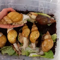 حلزون سوپر مولد ـ مولد