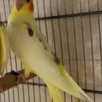 عروس هلندی ماده دوکت آلبینو ودوکت لوتینو زعفرونی