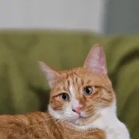 واگذاری گربه نر عقیم DSH