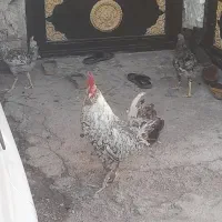 خروس