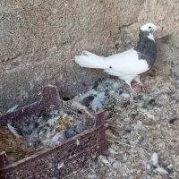 دسته کفتر پلاکی|پرنده|شیراز, شهرک ایثار|دیوار