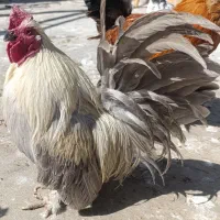سه عدد خروس ویک عدد مرغ نژاد ژاپنی پاکوتاه