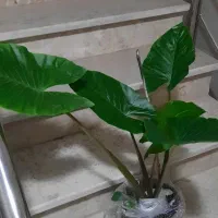 ۱۰ عدد گل فقط تا امشب|گل و گیاه طبیعی|قدس, شهرقدس|دیوار