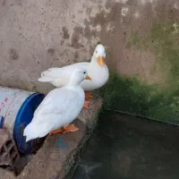 اردک کال(مینیاتوری)