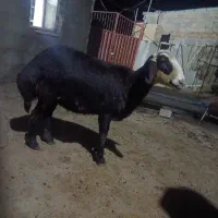 بره پوست گاوی