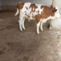 گوساله نر|حیوانات مزرعه|محمدیه-قزوین, |دیوار