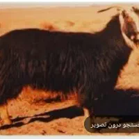 بز با دو بزغاله