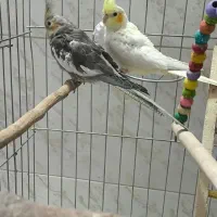 عروس هلندی|پرنده|شاهین‌شهر, شهرک ردانی پور|دیوار