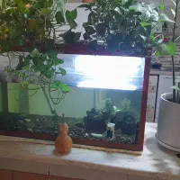 آکواریم  ماهی|ماهی|بندر انزلی, صابرحنان|دیوار