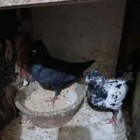 کبوترجفت دهنجور