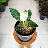 فروشگاه گل و گیاه آپارتمانی (طبیعی)|گل و گیاه طبیعی|تربتحیدریه, بی بی حسنیه|دیوار