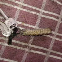 دسته کلید گم شده در شهرک نیاوران