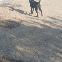 سگ قدرجونی|سگ|کامیاران, |دیوار