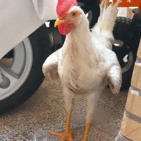 خروس حدودا ۵ ماهگی