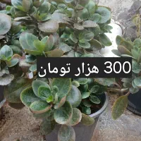 گل های طبیعی|گل و گیاه طبیعی|تربت جام, میان جام|دیوار