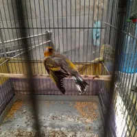 ((سهره قناری لر بخون))