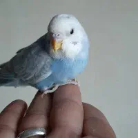 مرغ عشق جوجه